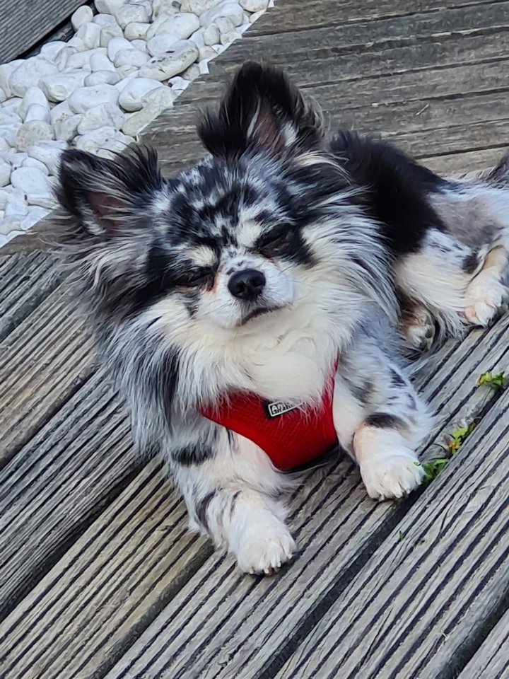 Deckrüde Chihuahua Silber Merle  - Hunde - Dortmund