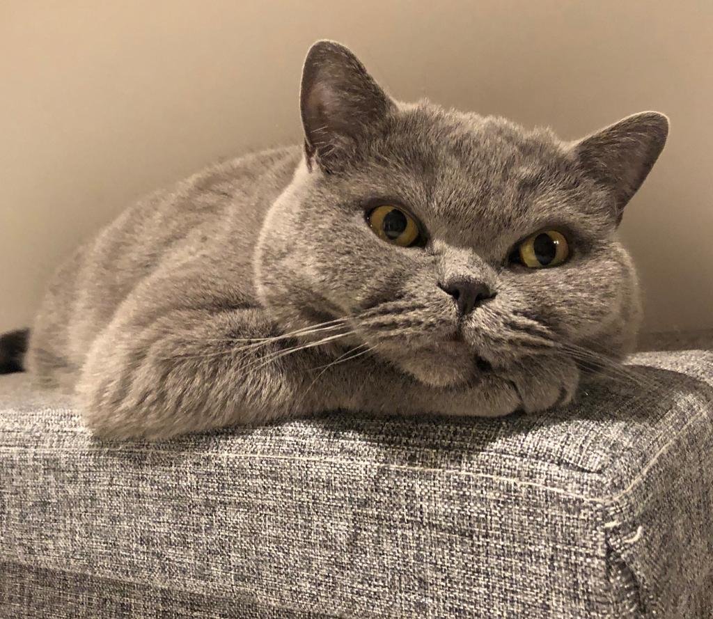 Britisch Kurzhaar Dame Lou -Liebevolle Wohnungskatze sucht ruhiges Zuhause - Katzen - Buchholz