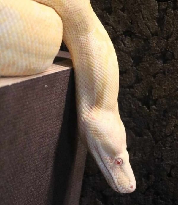 Kaiserboa / Boa Constrictor Imperator / Albino mit Terrarium - Reptilien - Dorsten