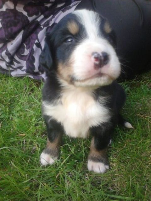 Süsse berner sennenhund welpen - Hunde - humptrup
