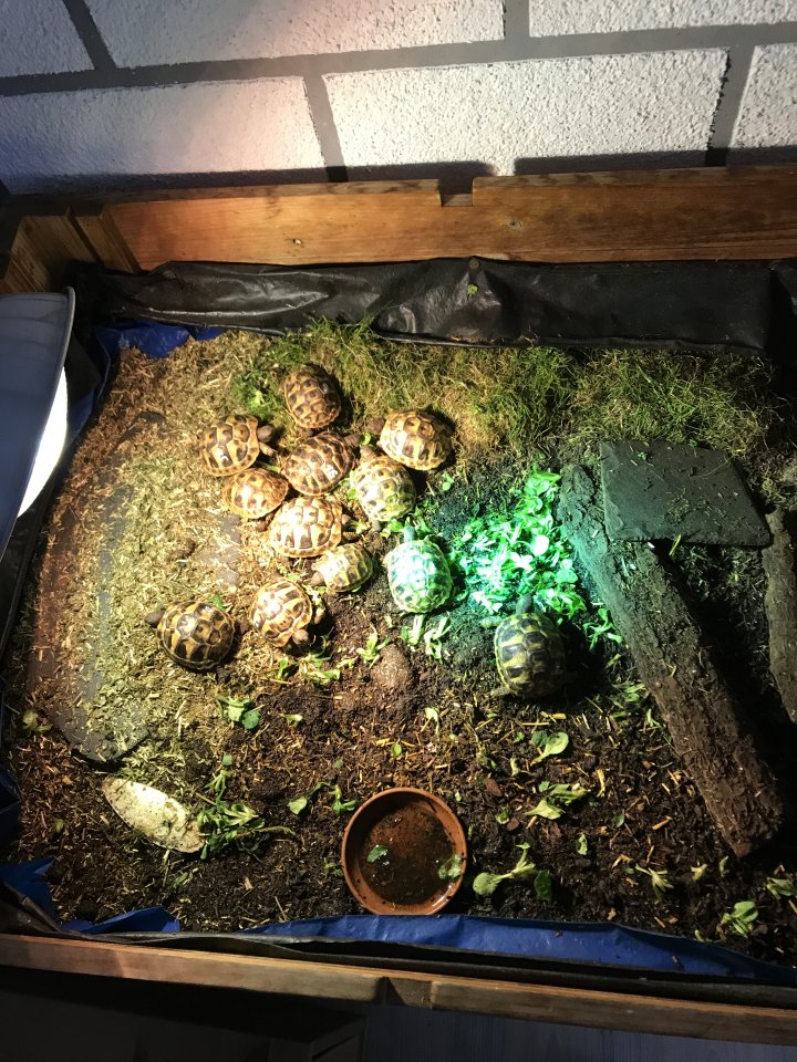 Griechische Landschildkröten THB von 2023 - Reptilien - Düsseldorf 