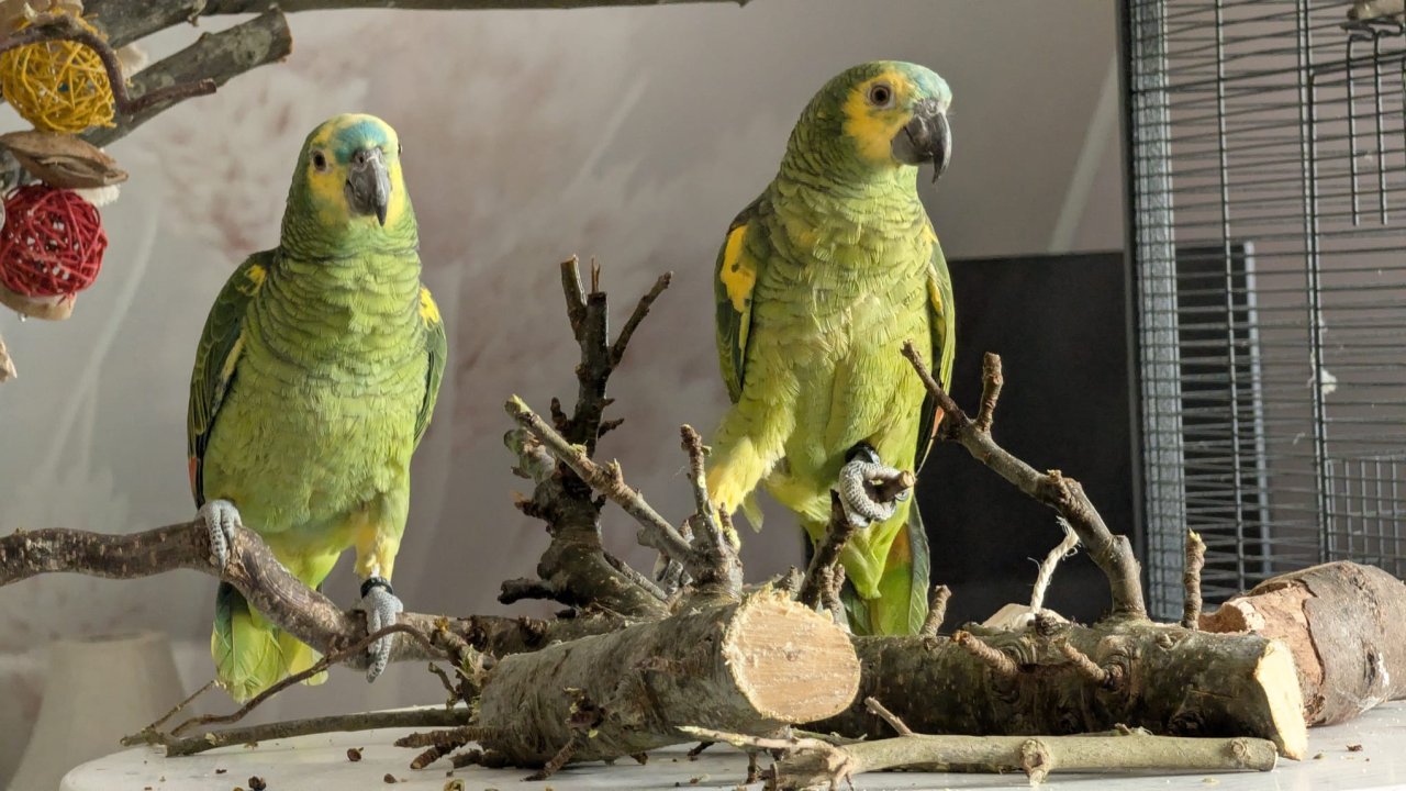 Blaustirnamazone 2 Hähne geschl. Beringt 06/25 - Voegel - Pampow 