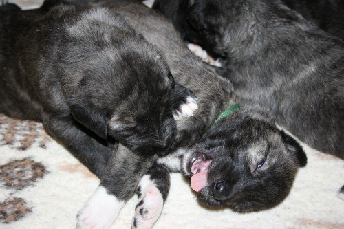 Irish Wolfhoundwelpen, VDH, IWC - Hunde - Münchberg