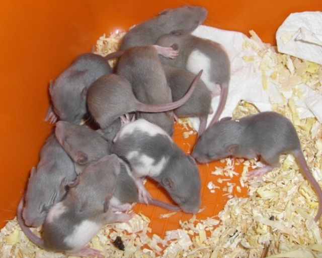 Ratten Welpen Russisch Blau und Russian Silver Agouti - Ratten - Berlin