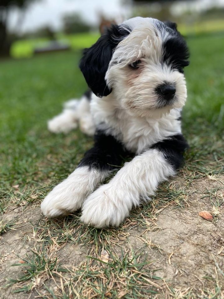 Tibet-Terrier Welpen - Hunde - Taufkirchen