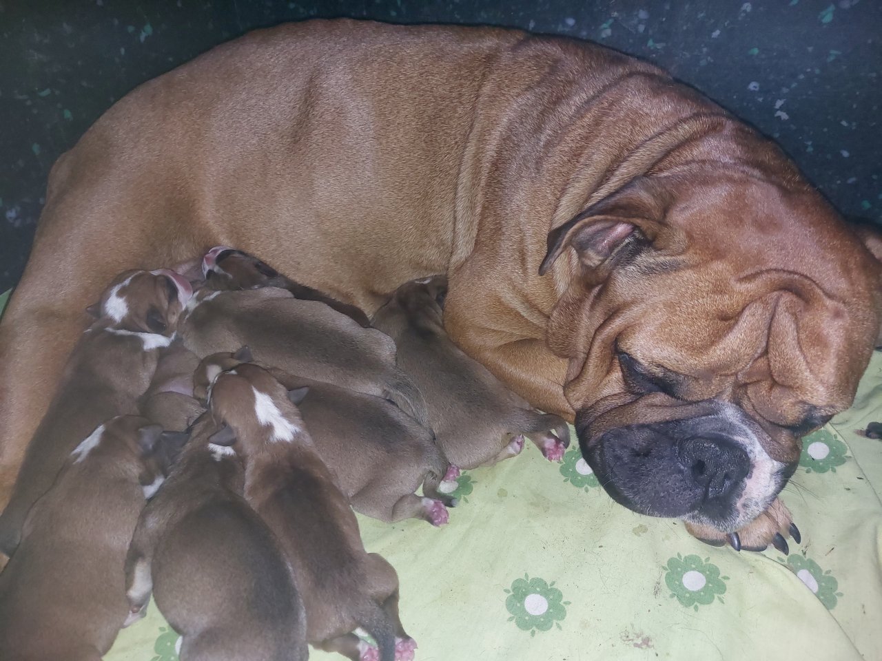 Continental Bulldog-Welpen - Hunde - Sinn