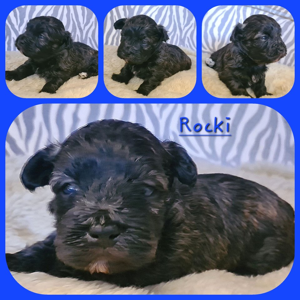 Havaneser Welpen Rüden reinrassig - Hunde - Karstädt