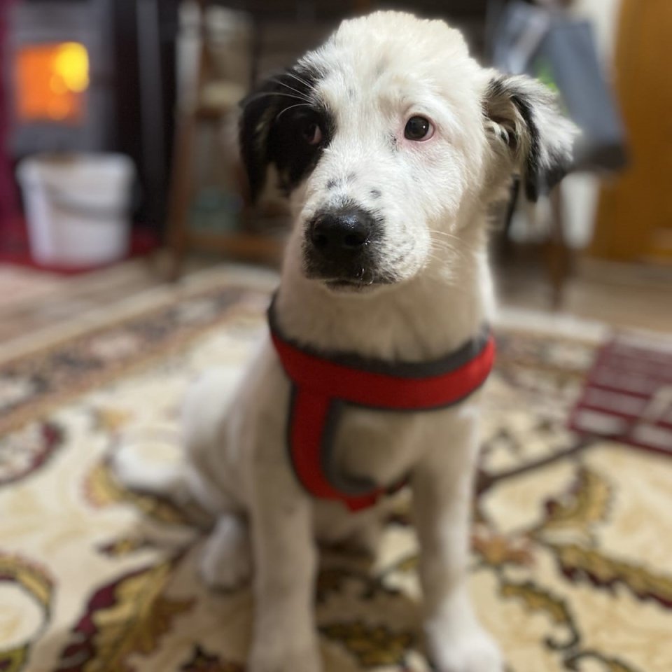 Orestes / Status: sucht ein Zuhause - Hunde - Krefeld