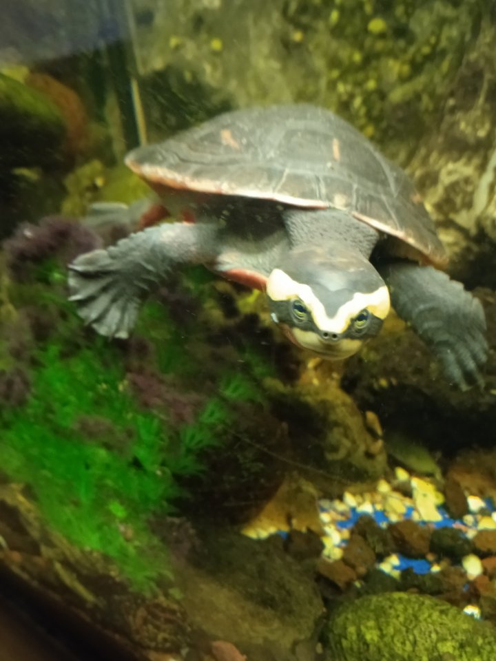 Emydura subglobosa, Rotbauch-Spitzkopfschildkröten, Wasserschildkröten - Reptilien - Bramsche