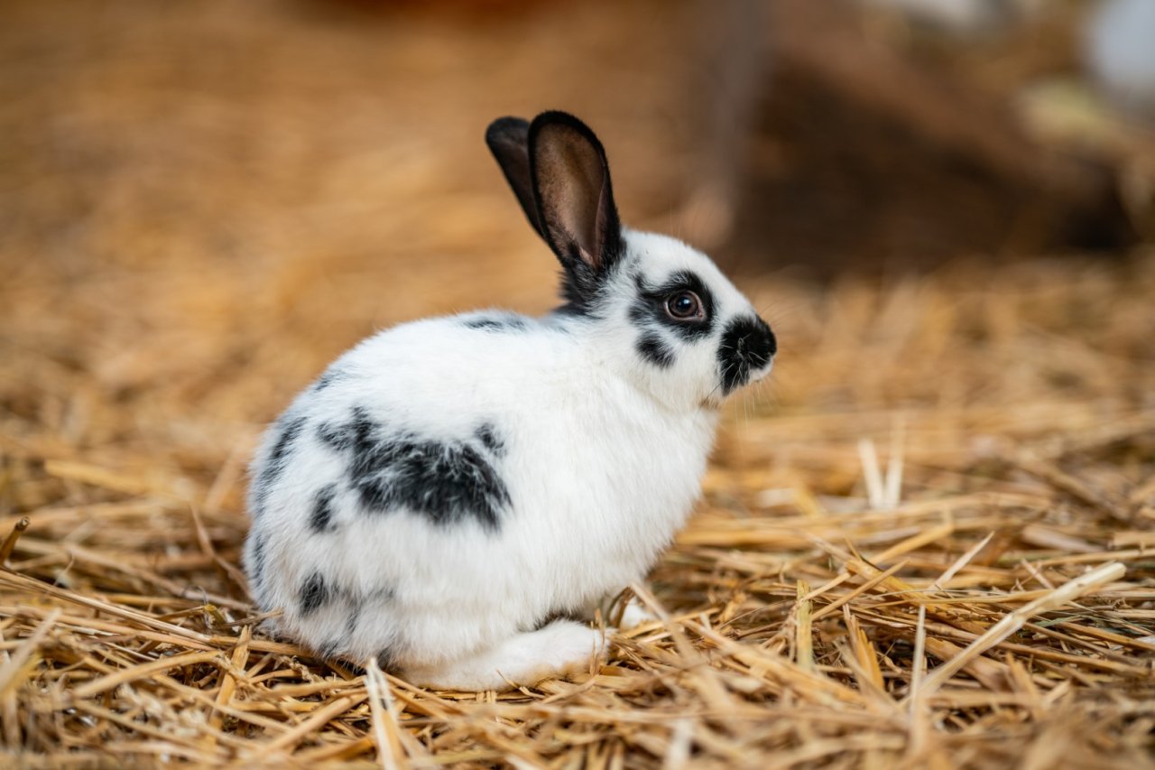 Suche 1 oder 2 junge Kaninchen - Nagetiere - Mannheim