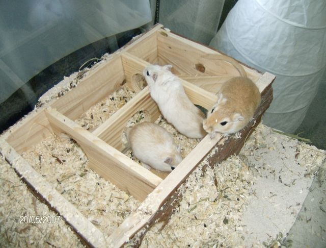 3 Rennmäuse mit Käfig (Aquarium) - Sonst Nagetiere - Geisenheim