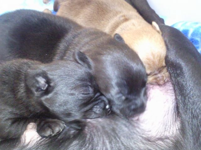 3 Süße Chihuahua Welpen - Hunde - Gronau