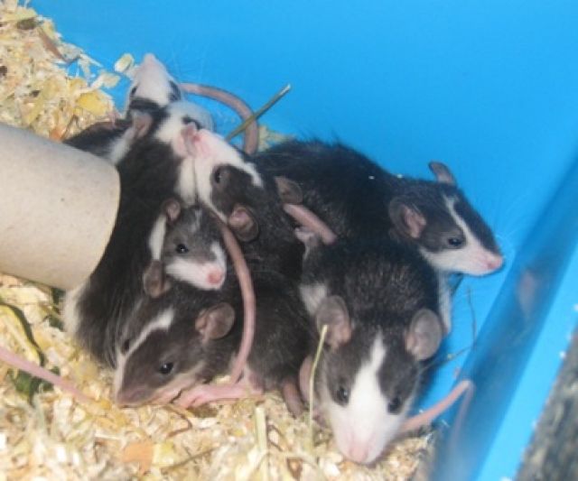 Rattenbabys - Ratten - sachsenheim