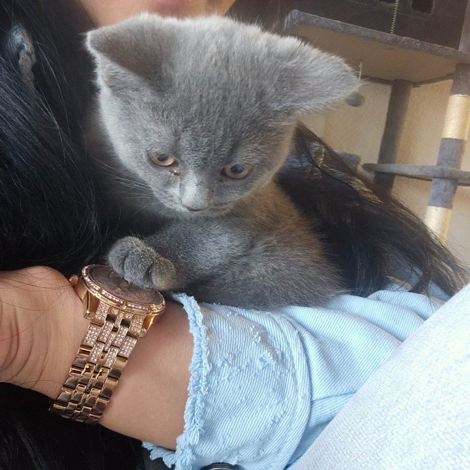 Britisch Kurz Haar Kater 3 Monate - Katzen - Viersen