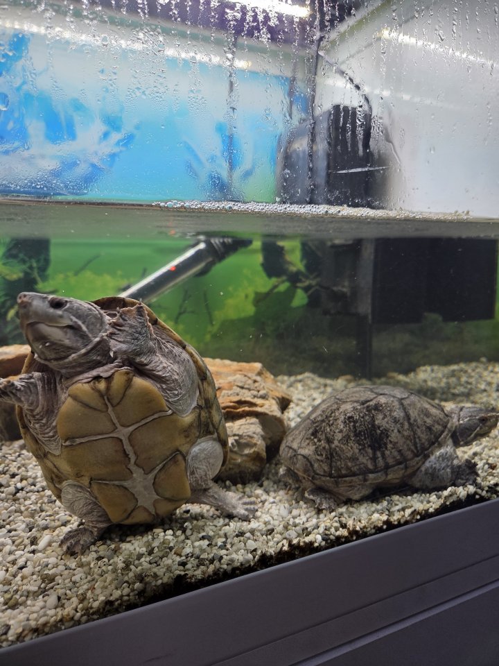 Wasserschildkröten inkl. Aquarium & Zubehör - Reptilien - Arnsberg