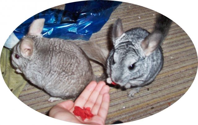 2 Süße Chinchilla Böcke suchen neues liebevolles Zuhause - Sonst Nagetiere - Weiden