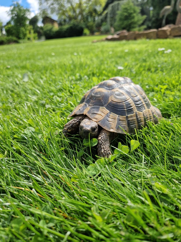 Griechische Landschildkröte - Reptilien - Aschersleben