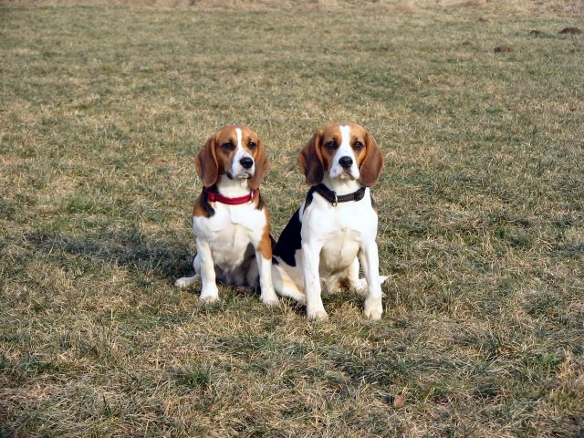 Beagle - Hunde - bissingen