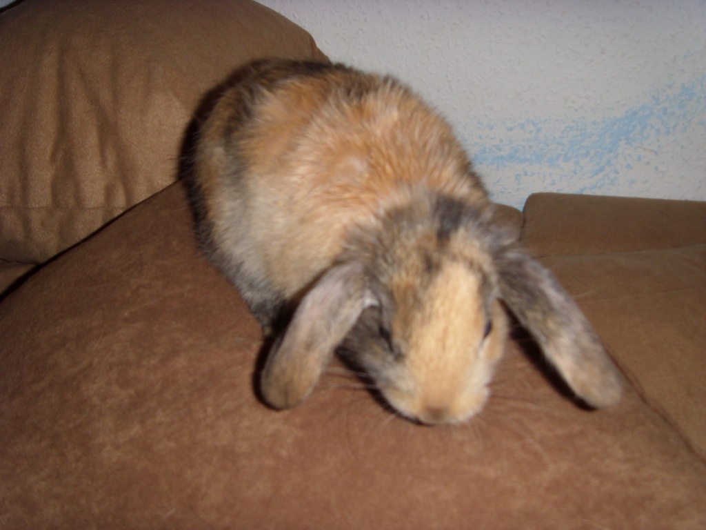 Schöner Widderjunge u.Löwenwidderbub - Nagetiere - Königsbach Stein