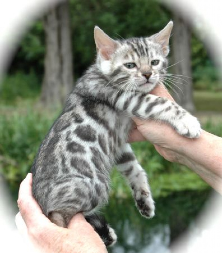 Schöne Bengal Kätzchen zum Verkauf - Katzen - 40212