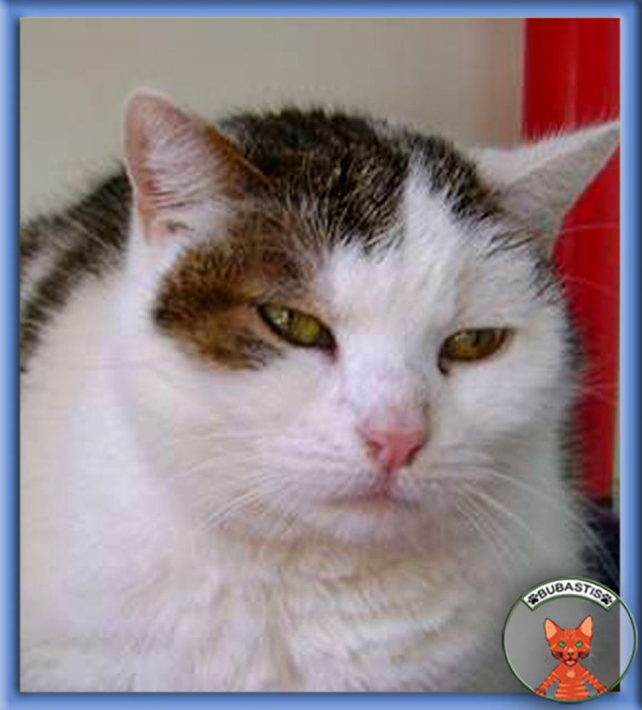 NOTFALL: Purzel hat Epilepsie und braucht Medikamente - Katzen - Wien