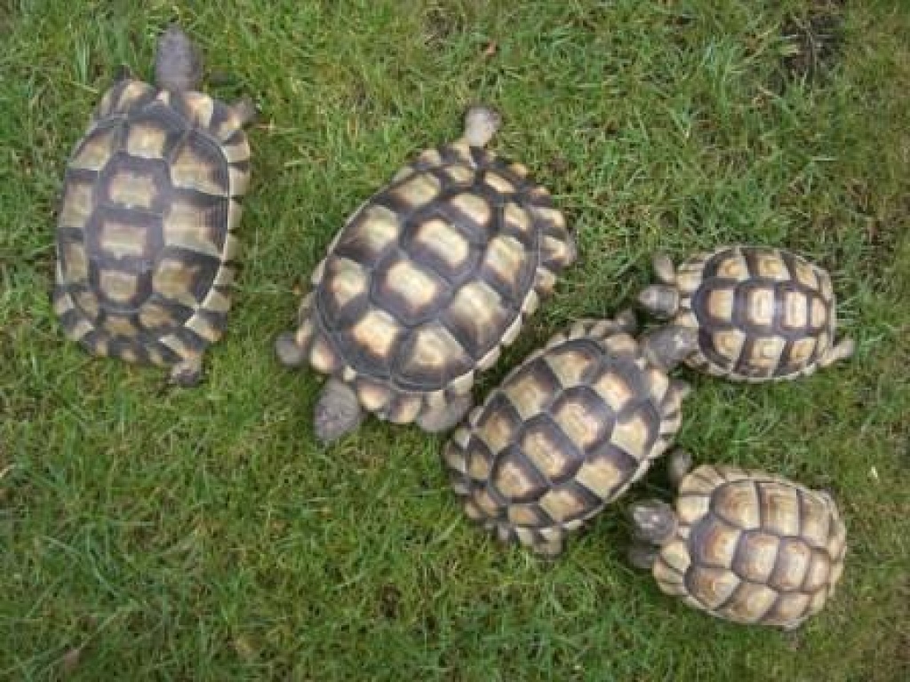 Gruppe Testudo marginata - Breitrandschildkröten - Reptilien - Gelsenkirchen - NRW