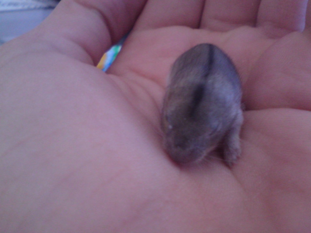 4LEMMINGE ABZUGEBEN - Nagetiere - Prien am Chiemsee