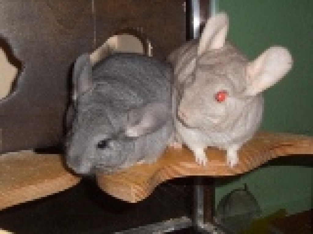 Zwei Chinchilla-Weibchen suchen ein neues Zuhause - Nagetiere - Bergstrasse