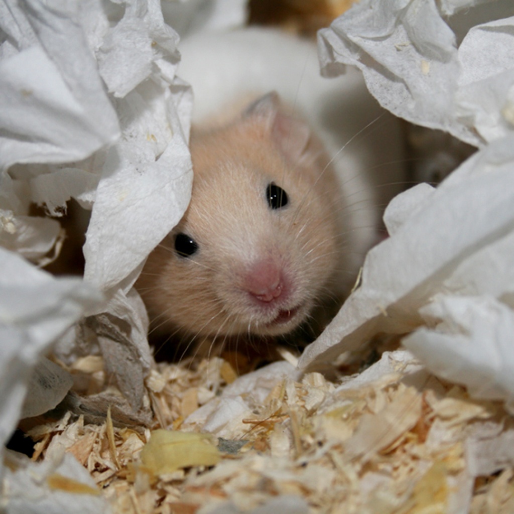 Handzahme Hamsterkinder aus BIO-Zucht! - Nagetiere - Marbach am Neckar