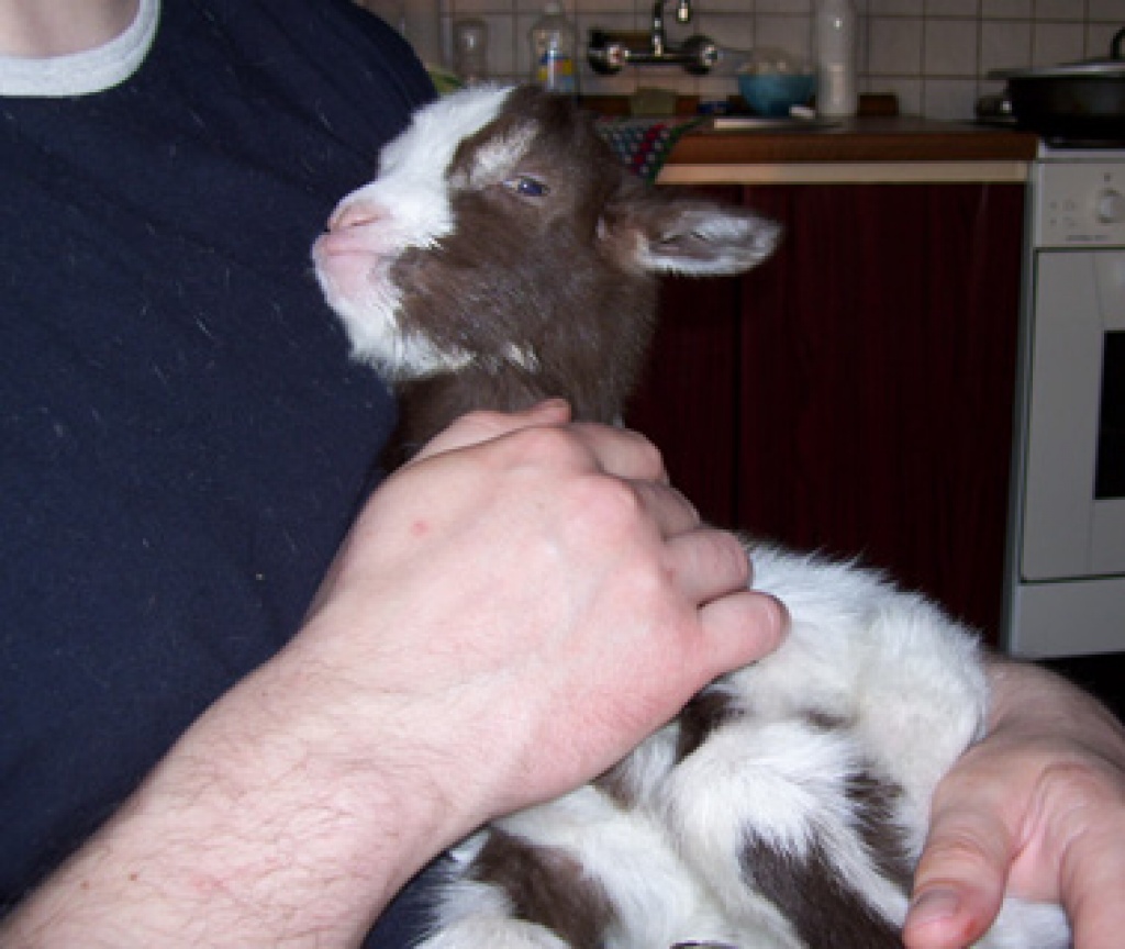 Suche ganz kleine Mini Zwergziege - Nutztiere - Nauen