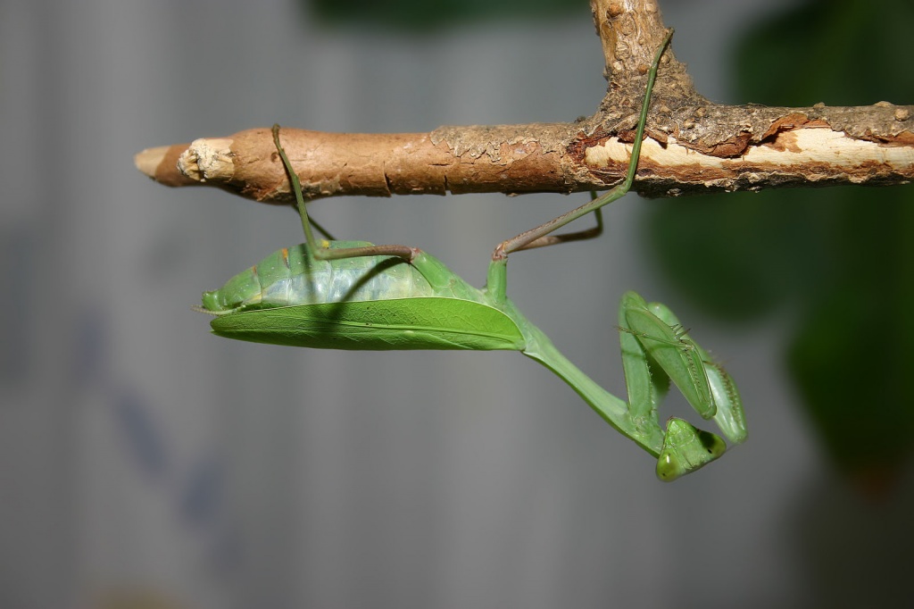 Gottesanbeterinnen (Phyllocrania,...) - Insekten - Theilheim