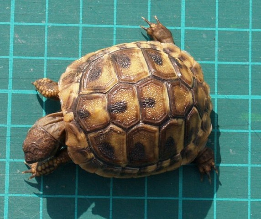 Griechische Landschildkröten 2021 & 2021 - Reptilien - Waiblingen