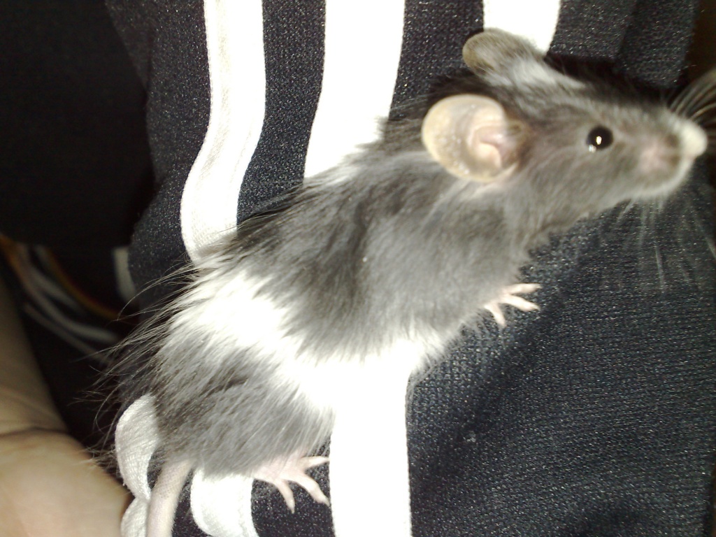 Süsse, junge Liebhaber- Farbmäuse,a.d. Hand gewöhnt u. Handzahm - Nagetiere - Berlin