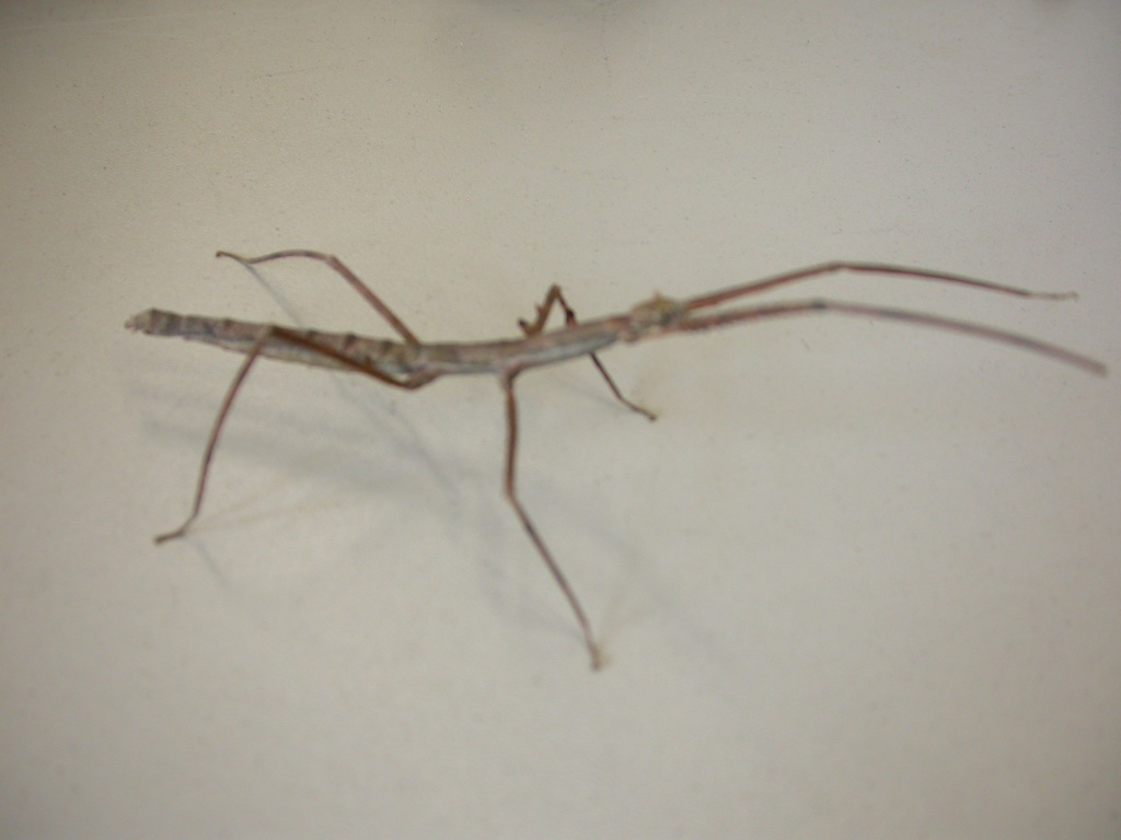 Stabheuschrecken(Baculum extradentatum) - Insekten - Hamburg