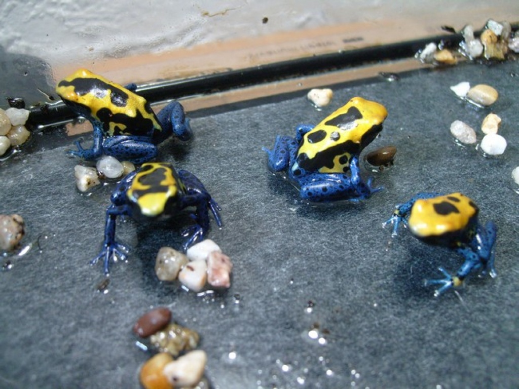 Dendrobate Tinctorius - Amphibien - Nürnberg