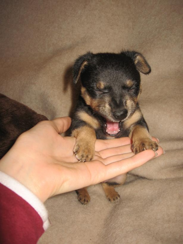 2 liebe, lebensfrohe russische Toyterrier-Welpen suchen ein liebenswertes Zuhaus - Tierboersen - Bamberg