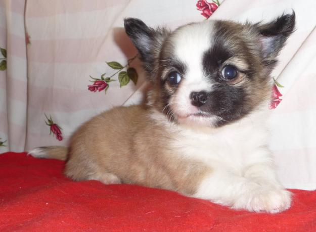 Bildschöne Chihuahuawelpen, LH, KH, mit Ahnentafel, wunderschöne Farben, Rüden - Hunde - wien