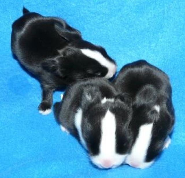 Süße Zwergwidder suchen neues Zuhause - Hasen Kaninchen - Celle