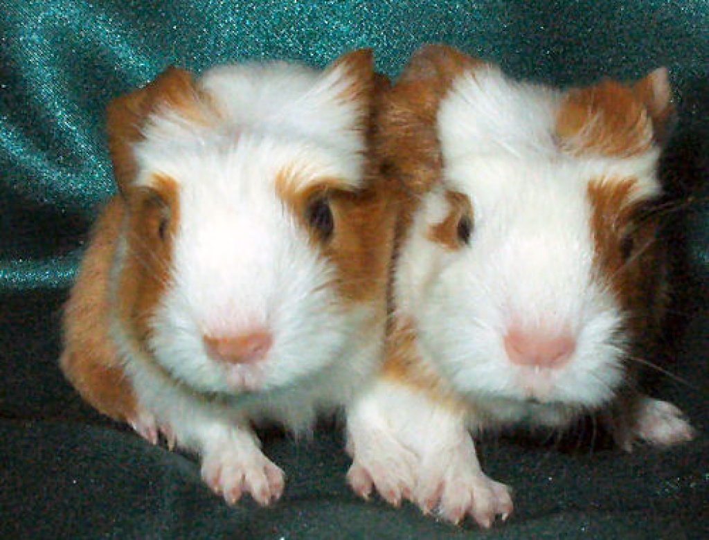 Junge Rassemeerschweinchen aus liebevoller Hobbyzucht - Nagetiere - Voerde Niederrhein