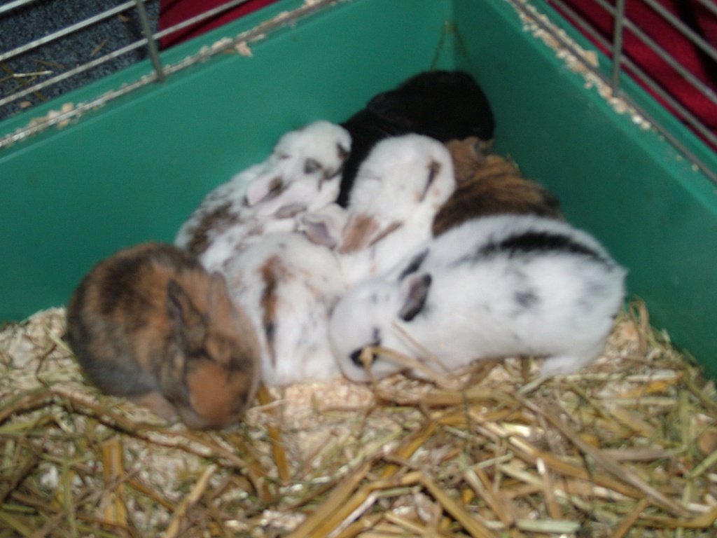 Zwergkaninchenbabies in liebevolle Hände abzugeben. - Nagetiere - Bergkamen