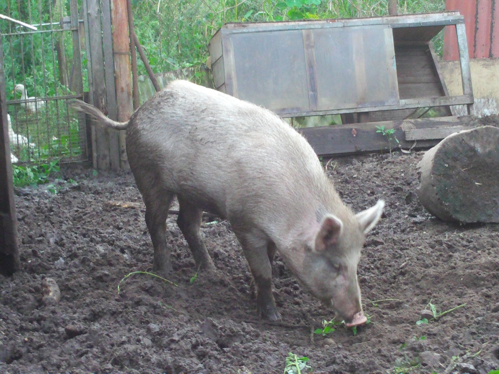 Eber wild und hausschwein mix - Nutztiere - Müncheberg