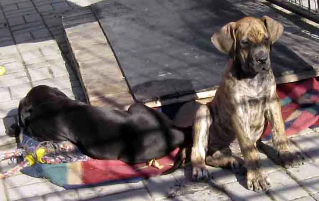 Dringend, Dringend 2 Doggenwelen mit Papieren zu verkaufen - Hunde - Brüderstraße 75, Werdau