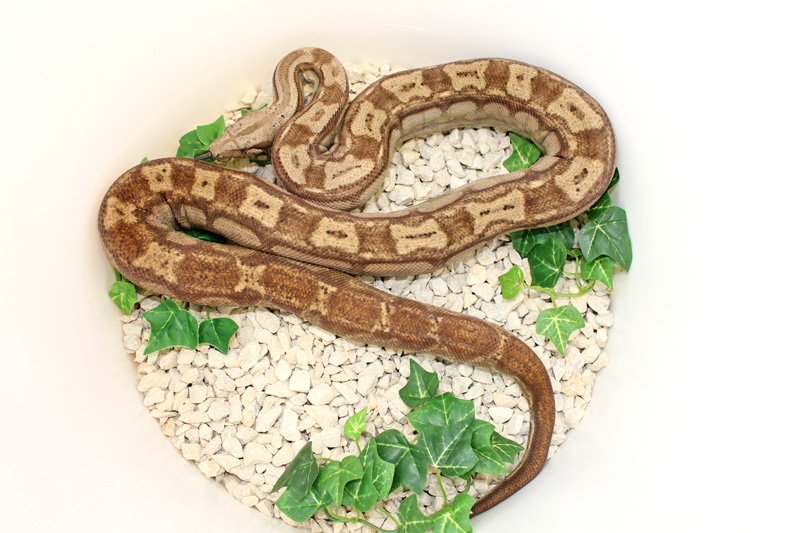 Wir geben ab aus eigener Nachzucht „B. c. i. CA Hypo Sonora Motley 100% Het. ery - Reptilien - Willich
