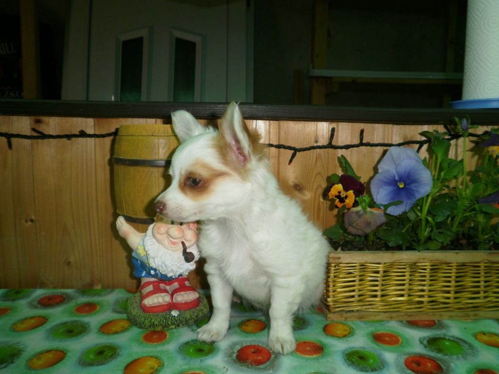 Langhaarige Chihuahua Welpen - Hunde - Bad Langensalza