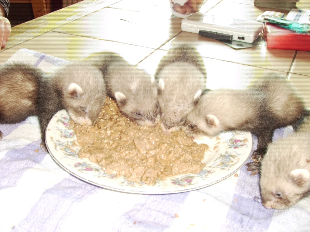 Verkaufe Frettchenwelpen - Nagetiere - Mudenbach