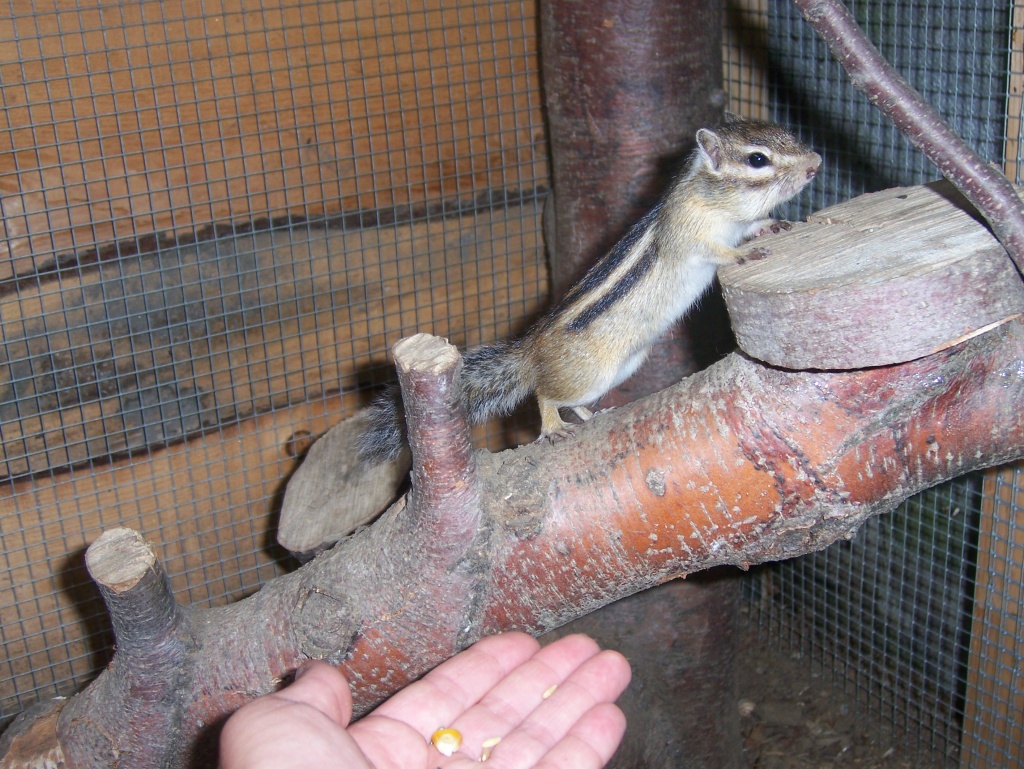 Streifenhörnchen zu verkaufen - Nagetiere - Marienberg