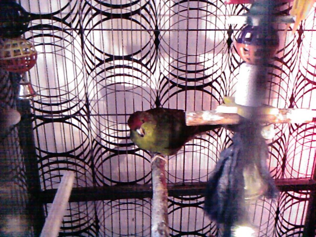 Verkaufe ein Ziegensittichweibchen - Voegel - Stralsund