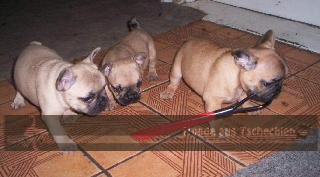 Französische Bulldogge Welpen - Hunde - Waldsassen