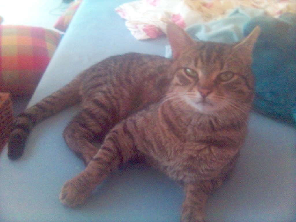 **50 € Belohnung** SOS KATER VERMISST - Entlaufen Zugelaufen - Sulzbach Taunus