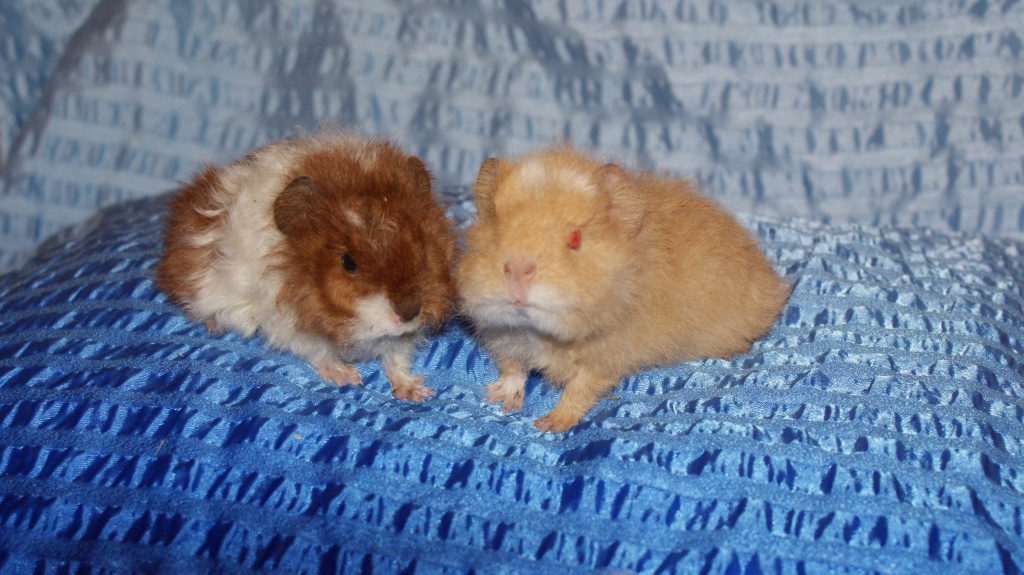 Süße Meerscheinchenbabies aus kleiner Hobbyzucht! - Nagetiere - Altenberge